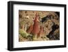 Red Giant Tajinaste - Mount Teide Blugloss (Echium Wildpretii) Flowers, Teide Np, Canary Islands-Relanzón-Framed Photographic Print