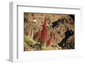 Red Giant Tajinaste - Mount Teide Blugloss (Echium Wildpretii) Flowers, Teide Np, Canary Islands-Relanzón-Framed Photographic Print