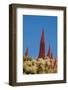 Red Giant Tajinaste - Mount Teide Blugloss (Echium Wildpretii) Flowers, Teide Np, Canary Islands-Relanzón-Framed Photographic Print