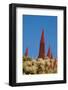 Red Giant Tajinaste - Mount Teide Blugloss (Echium Wildpretii) Flowers, Teide Np, Canary Islands-Relanzón-Framed Photographic Print