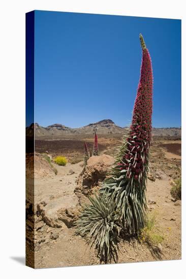 Red Giant Tajinaste - Mount Teide Bugloss (Echium Wildpretii) Flowering, Teide Np, Tenerife-Relanzón-Stretched Canvas