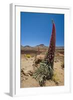 Red Giant Tajinaste - Mount Teide Bugloss (Echium Wildpretii) Flowering, Teide Np, Tenerife-Relanzón-Framed Premium Photographic Print