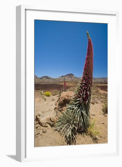 Red Giant Tajinaste - Mount Teide Bugloss (Echium Wildpretii) Flowering, Teide Np, Tenerife-Relanzón-Framed Premium Photographic Print