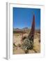 Red Giant Tajinaste - Mount Teide Bugloss (Echium Wildpretii) Flowering, Teide Np, Tenerife-Relanzón-Framed Premium Photographic Print