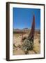 Red Giant Tajinaste - Mount Teide Bugloss (Echium Wildpretii) Flowering, Teide Np, Tenerife-Relanzón-Framed Premium Photographic Print