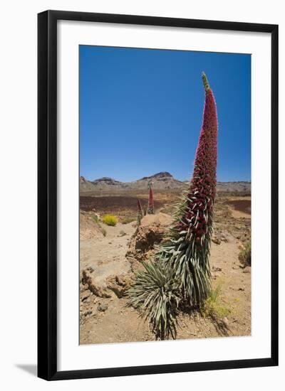 Red Giant Tajinaste - Mount Teide Bugloss (Echium Wildpretii) Flowering, Teide Np, Tenerife-Relanzón-Framed Premium Photographic Print