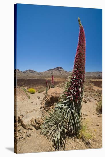 Red Giant Tajinaste - Mount Teide Bugloss (Echium Wildpretii) Flowering, Teide Np, Tenerife-Relanzón-Stretched Canvas