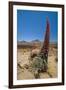 Red Giant Tajinaste - Mount Teide Bugloss (Echium Wildpretii) Flowering, Teide Np, Tenerife-Relanzón-Framed Photographic Print