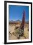 Red Giant Tajinaste - Mount Teide Bugloss (Echium Wildpretii) Flowering, Teide Np, Tenerife-Relanzón-Framed Photographic Print