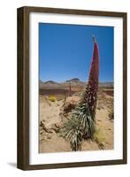 Red Giant Tajinaste - Mount Teide Bugloss (Echium Wildpretii) Flowering, Teide Np, Tenerife-Relanzón-Framed Photographic Print