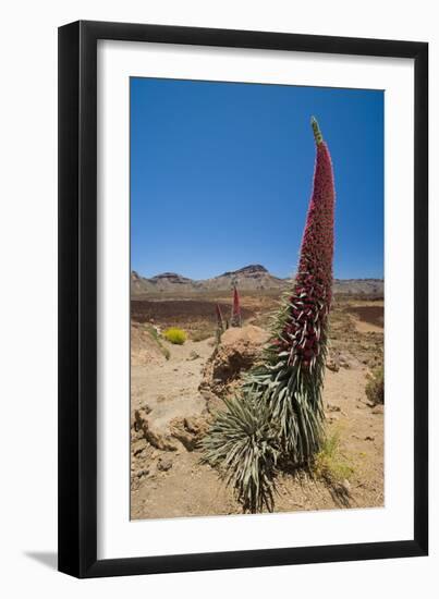 Red Giant Tajinaste - Mount Teide Bugloss (Echium Wildpretii) Flowering, Teide Np, Tenerife-Relanzón-Framed Photographic Print