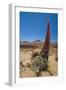 Red Giant Tajinaste - Mount Teide Bugloss (Echium Wildpretii) Flowering, Teide Np, Tenerife-Relanzón-Framed Photographic Print