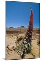 Red Giant Tajinaste - Mount Teide Bugloss (Echium Wildpretii) Flowering, Teide Np, Tenerife-Relanzón-Mounted Photographic Print