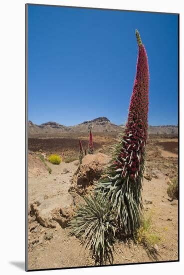 Red Giant Tajinaste - Mount Teide Bugloss (Echium Wildpretii) Flowering, Teide Np, Tenerife-Relanzón-Mounted Photographic Print