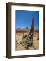 Red Giant Tajinaste - Mount Teide Bugloss (Echium Wildpretii) Flowering, Teide Np, Tenerife-Relanzón-Framed Photographic Print