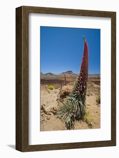 Red Giant Tajinaste - Mount Teide Bugloss (Echium Wildpretii) Flowering, Teide Np, Tenerife-Relanzón-Framed Photographic Print