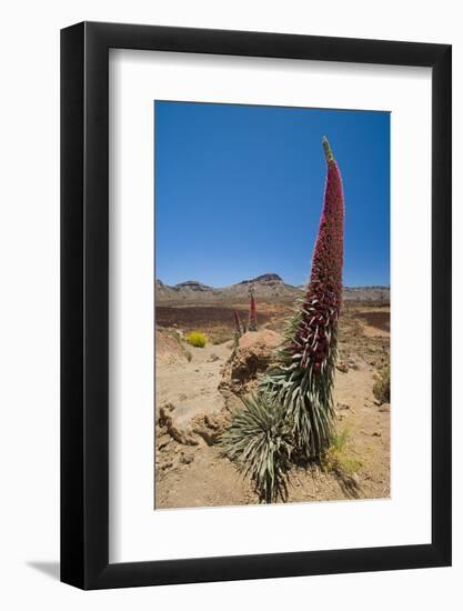 Red Giant Tajinaste - Mount Teide Bugloss (Echium Wildpretii) Flowering, Teide Np, Tenerife-Relanzón-Framed Photographic Print
