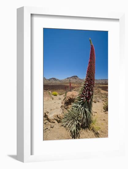 Red Giant Tajinaste - Mount Teide Bugloss (Echium Wildpretii) Flowering, Teide Np, Tenerife-Relanzón-Framed Photographic Print