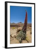 Red Giant Tajinaste - Mount Teide Bugloss (Echium Wildpretii) Flowering, Teide Np, Tenerife-Relanzón-Framed Photographic Print