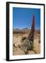 Red Giant Tajinaste - Mount Teide Bugloss (Echium Wildpretii) Flowering, Teide Np, Tenerife-Relanzón-Framed Photographic Print