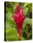 Red Ginger Flower (Alpinia Purpurata), Coral Coast, Viti Levu, Fiji, South Pacific-David Wall-Stretched Canvas
