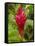 Red Ginger Flower (Alpinia Purpurata), Coral Coast, Viti Levu, Fiji, South Pacific-David Wall-Framed Stretched Canvas