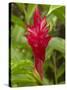 Red Ginger Flower (Alpinia Purpurata), Coral Coast, Viti Levu, Fiji, South Pacific-David Wall-Stretched Canvas