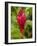 Red Ginger Flower (Alpinia Purpurata), Coral Coast, Viti Levu, Fiji, South Pacific-David Wall-Framed Photographic Print