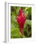 Red Ginger Flower (Alpinia Purpurata), Coral Coast, Viti Levu, Fiji, South Pacific-David Wall-Framed Photographic Print