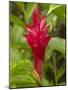 Red Ginger Flower (Alpinia Purpurata), Coral Coast, Viti Levu, Fiji, South Pacific-David Wall-Mounted Photographic Print