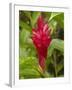 Red Ginger Flower (Alpinia Purpurata), Coral Coast, Viti Levu, Fiji, South Pacific-David Wall-Framed Photographic Print