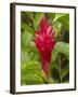 Red Ginger Flower (Alpinia Purpurata), Coral Coast, Viti Levu, Fiji, South Pacific-David Wall-Framed Photographic Print