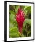 Red Ginger Flower (Alpinia Purpurata), Coral Coast, Viti Levu, Fiji, South Pacific-David Wall-Framed Photographic Print