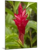 Red Ginger Flower (Alpinia Purpurata), Coral Coast, Viti Levu, Fiji, South Pacific-David Wall-Mounted Photographic Print