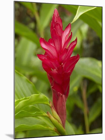 Red Ginger Flower (Alpinia Purpurata), Coral Coast, Viti Levu, Fiji, South Pacific-David Wall-Mounted Photographic Print