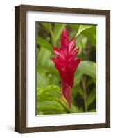 Red Ginger Flower (Alpinia Purpurata), Coral Coast, Viti Levu, Fiji, South Pacific-David Wall-Framed Photographic Print