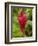 Red Ginger Flower (Alpinia Purpurata), Coral Coast, Viti Levu, Fiji, South Pacific-David Wall-Framed Photographic Print