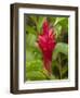 Red Ginger Flower (Alpinia Purpurata), Coral Coast, Viti Levu, Fiji, South Pacific-David Wall-Framed Photographic Print