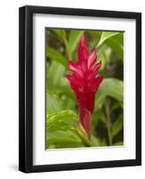 Red Ginger Flower (Alpinia Purpurata), Coral Coast, Viti Levu, Fiji, South Pacific-David Wall-Framed Photographic Print