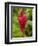 Red Ginger Flower (Alpinia Purpurata), Coral Coast, Viti Levu, Fiji, South Pacific-David Wall-Framed Photographic Print