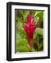 Red Ginger Flower (Alpinia Purpurata), Coral Coast, Viti Levu, Fiji, South Pacific-David Wall-Framed Photographic Print