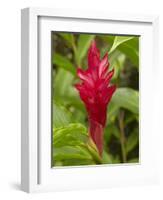 Red Ginger Flower (Alpinia Purpurata), Coral Coast, Viti Levu, Fiji, South Pacific-David Wall-Framed Photographic Print