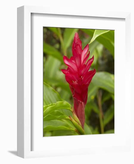 Red Ginger Flower (Alpinia Purpurata), Coral Coast, Viti Levu, Fiji, South Pacific-David Wall-Framed Photographic Print