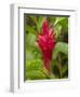 Red Ginger Flower (Alpinia Purpurata), Coral Coast, Viti Levu, Fiji, South Pacific-David Wall-Framed Photographic Print