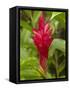 Red Ginger Flower (Alpinia Purpurata), Coral Coast, Viti Levu, Fiji, South Pacific-David Wall-Framed Stretched Canvas