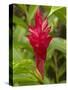 Red Ginger Flower (Alpinia Purpurata), Coral Coast, Viti Levu, Fiji, South Pacific-David Wall-Stretched Canvas