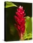 Red Ginger Flower (Alpinia Purpurata), Nadi, Viti Levu, Fiji, South Pacific-David Wall-Stretched Canvas