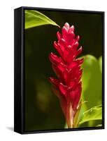 Red Ginger Flower (Alpinia Purpurata), Nadi, Viti Levu, Fiji, South Pacific-David Wall-Framed Stretched Canvas