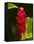 Red Ginger Flower (Alpinia Purpurata), Nadi, Viti Levu, Fiji, South Pacific-David Wall-Framed Stretched Canvas