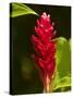 Red Ginger Flower (Alpinia Purpurata), Nadi, Viti Levu, Fiji, South Pacific-David Wall-Stretched Canvas